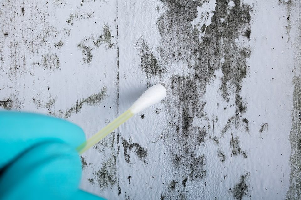 Mold & Bacteria